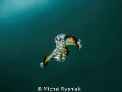 Flying carpet by Michal Rysniak 